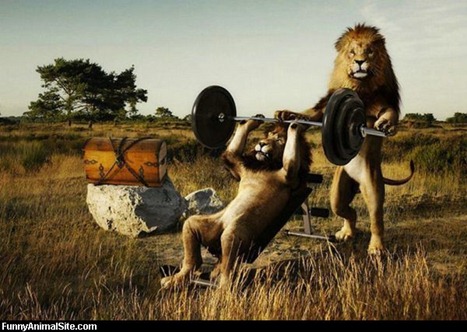 Lions_Working_Out