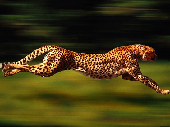 running_cheetah_-1248
