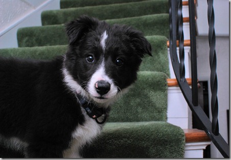 Zoey Stairs5