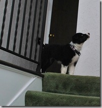 Zoey Stairs7