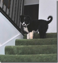 Zoey Stairs8
