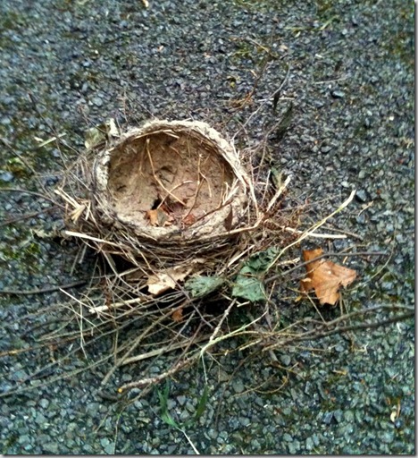 bird nest on the trail