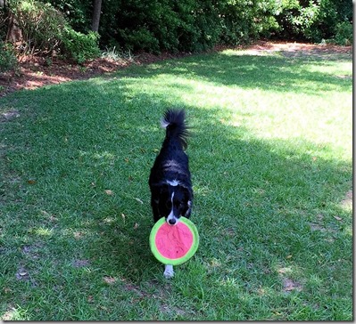 zoey frisbee play